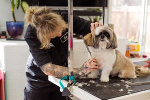 Warum eine gute Vorbereitung auf den Hundesalon so wichtig ist