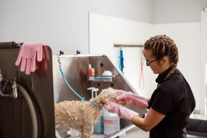 wie oft zum Hundefriseur?