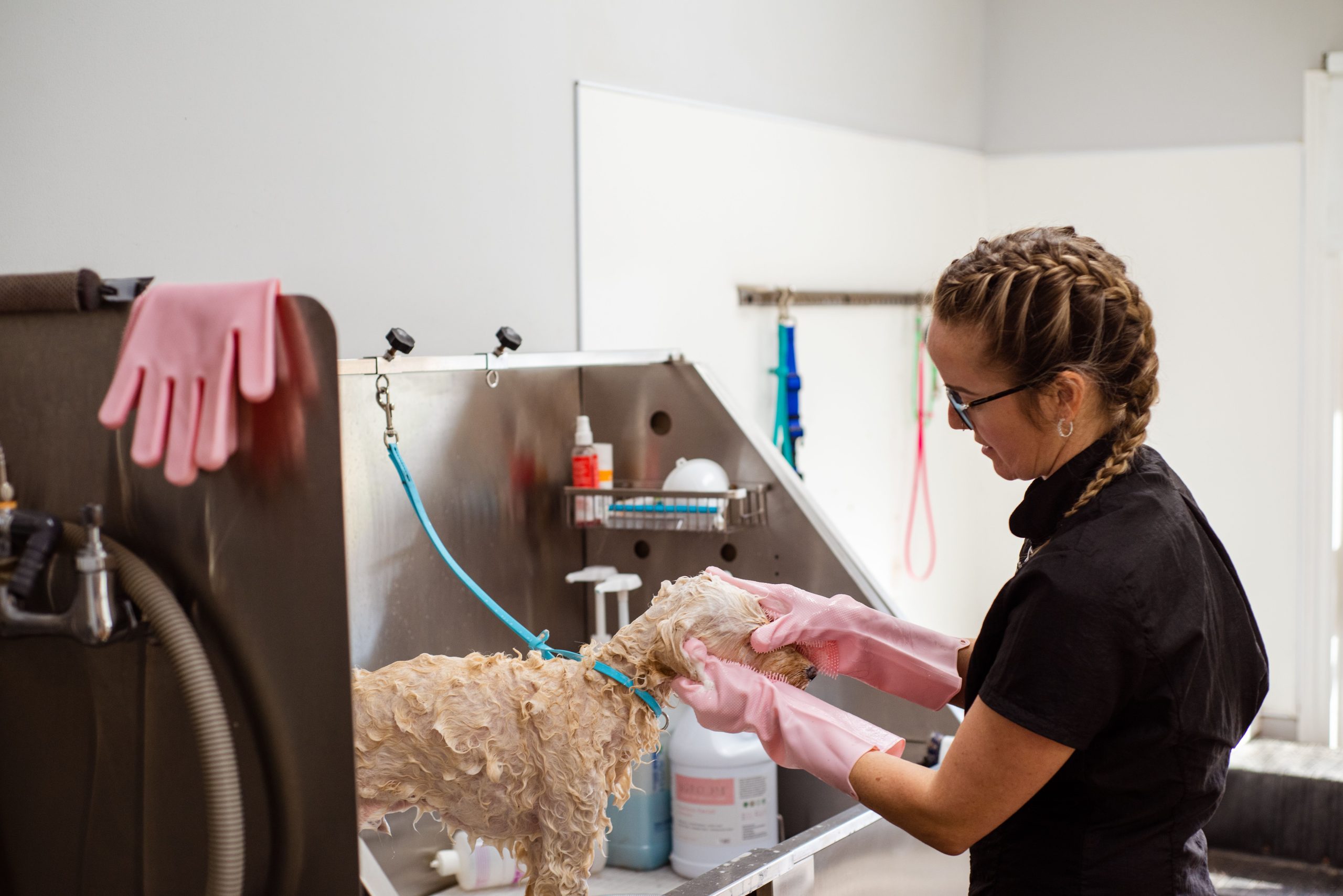 Professionelle Fellpflege eines Hundes im Hundesalon während des Fellwechsels