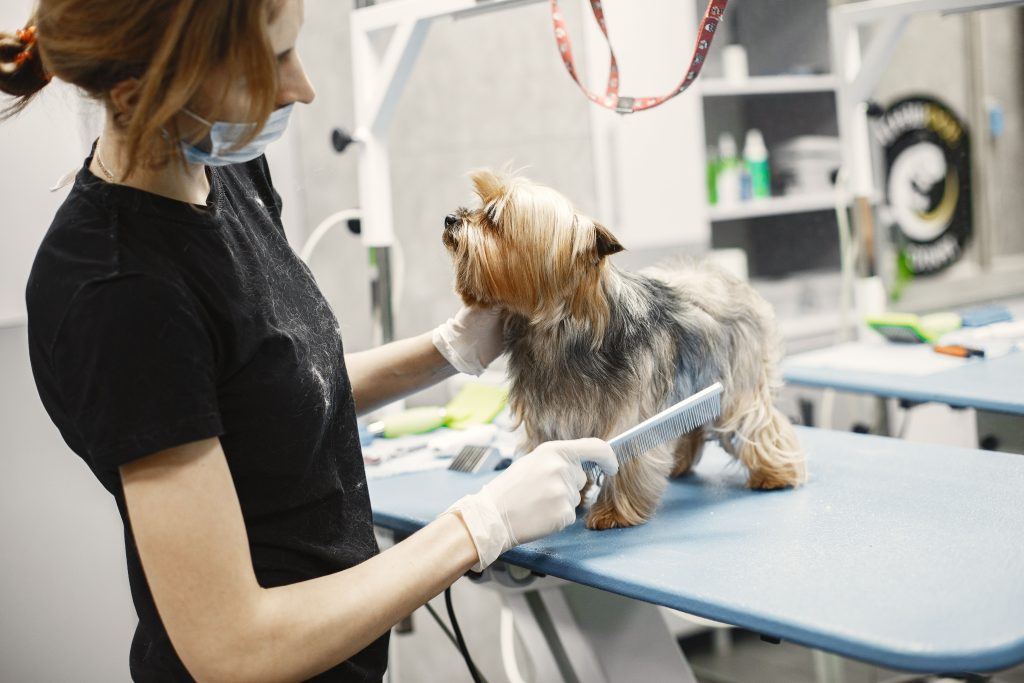 Hundesalon vs. Zuhause: Professionelle Pflege oder DIY – Was ist besser für Ihren Hund? 1 Hundesalon vs. Zuhause: Professionelle Pflege oder DIY – Was ist besser für Ihren Hund?