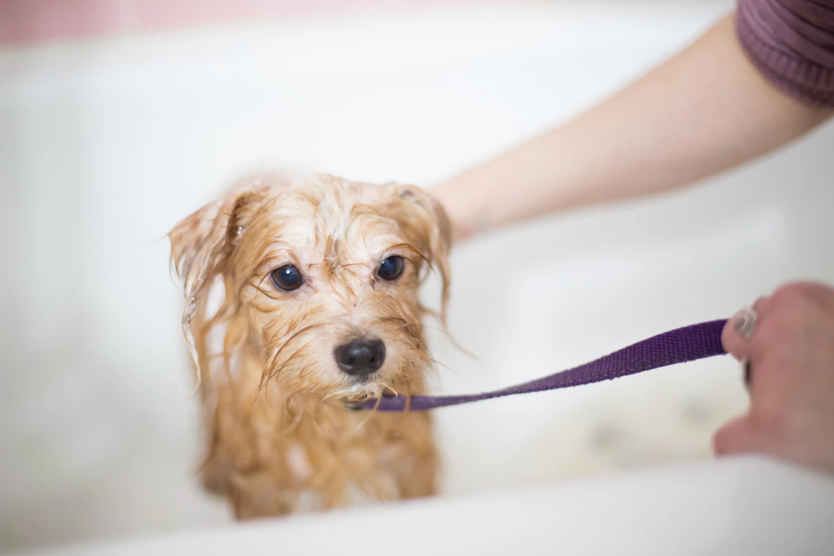 Ein Tag im Hundesalon: So läuft ein Pflegetermin bei Purple Dog in Howald ab 2 Hund während einer ruhigen professionellen Fellpflege im Hundesalon