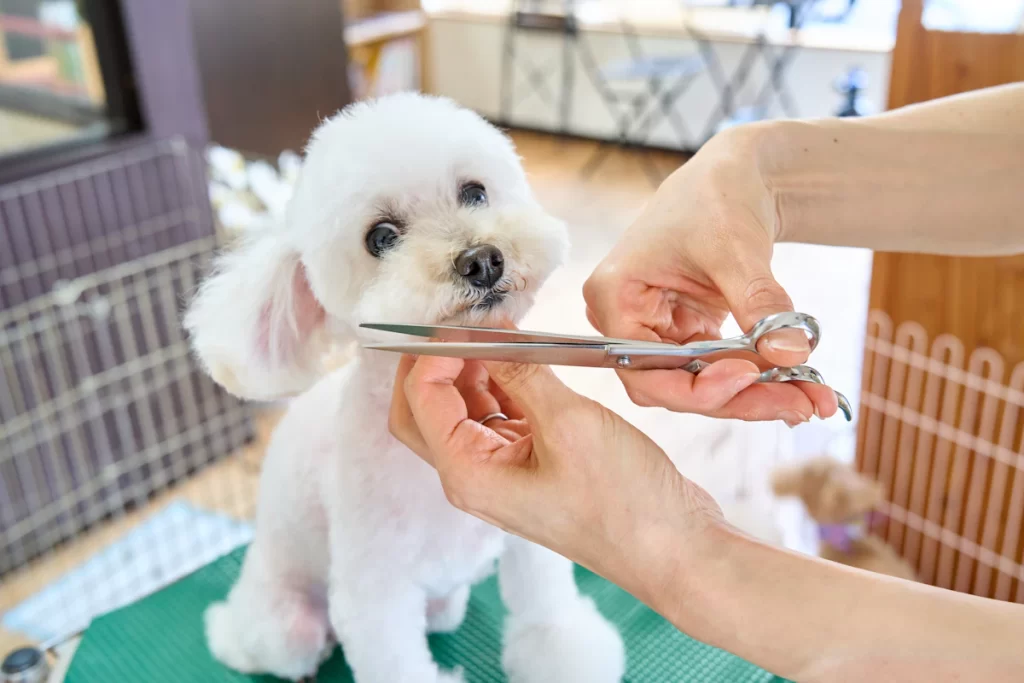 Erster Besuch beim Hundefriseur: So wird der Termin für deinen Hund entspannter 1 Erster Besuch beim Hundefriseur: So wird der Termin für deinen Hund entspannter