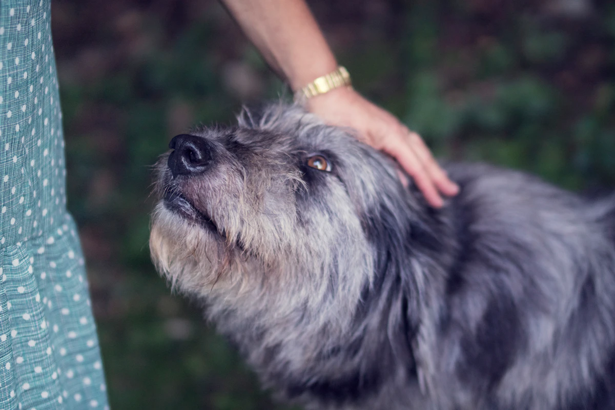 Senioren im Hundesalon: So kann Fellpflege für ältere Hunde angenehmer werden 2 Älterer Hund bei ruhiger Betreuung und sanfter Pflege