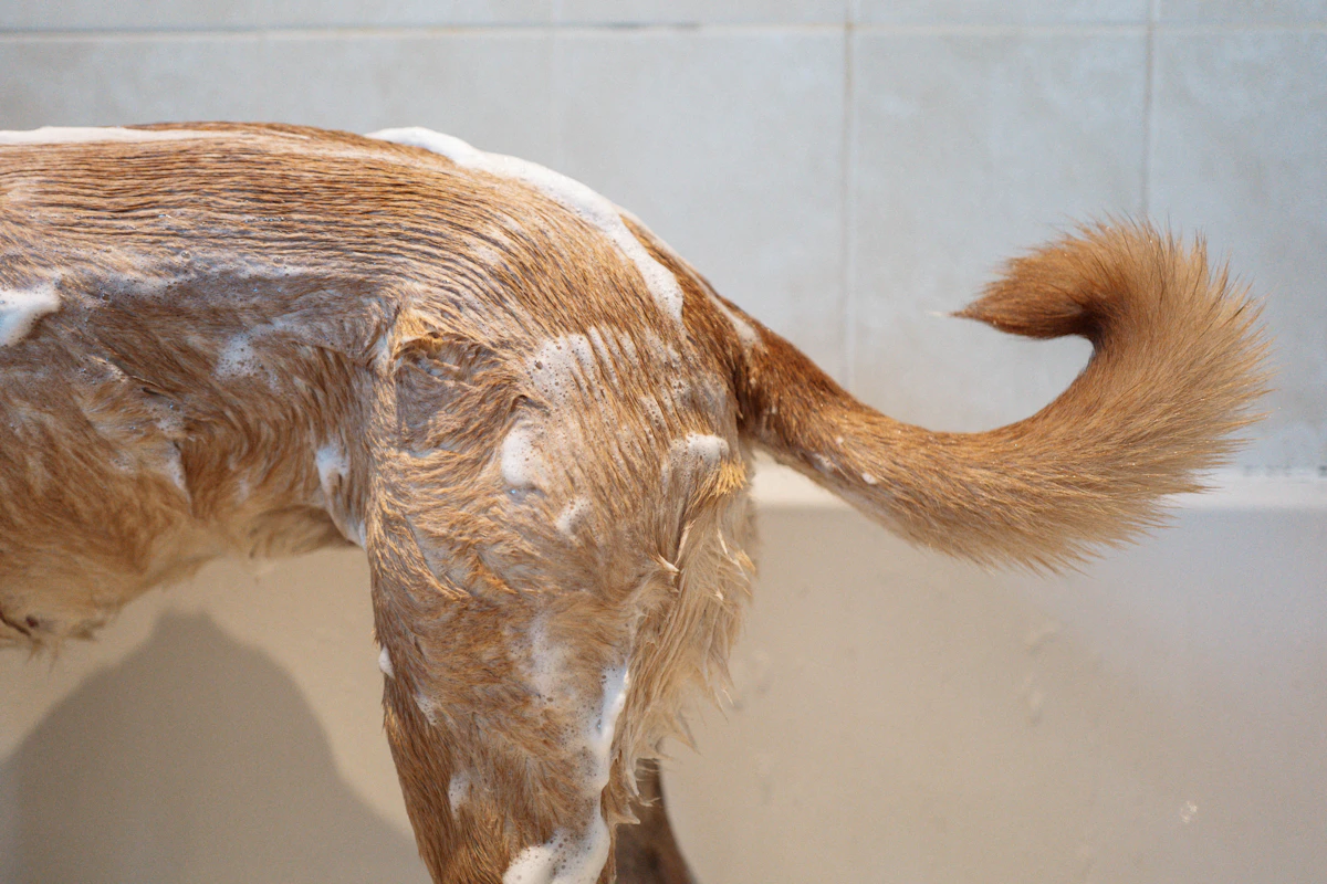 Nasser Hund nach dem Baden oder Regen vor der gründlichen Fellpflege