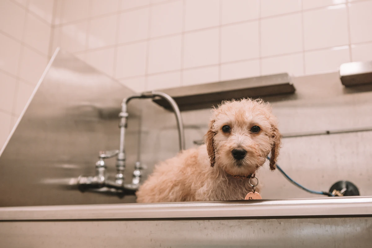 Gepflegter Hund mit alltagstauglicher Frisur nach professioneller Fellpflege