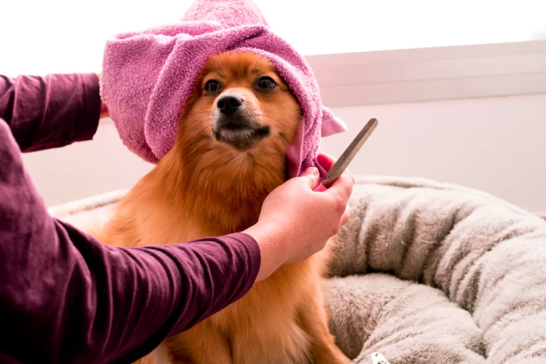 Ein Tag im Hundesalon: So läuft ein Pflegetermin bei Purple Dog in Howald ab