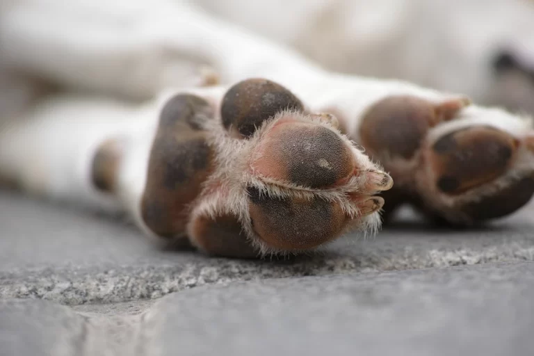 Pfotenpflege im Herbst und Winter: So schützt du deinen Hund bei Nässe, Matsch und Salz