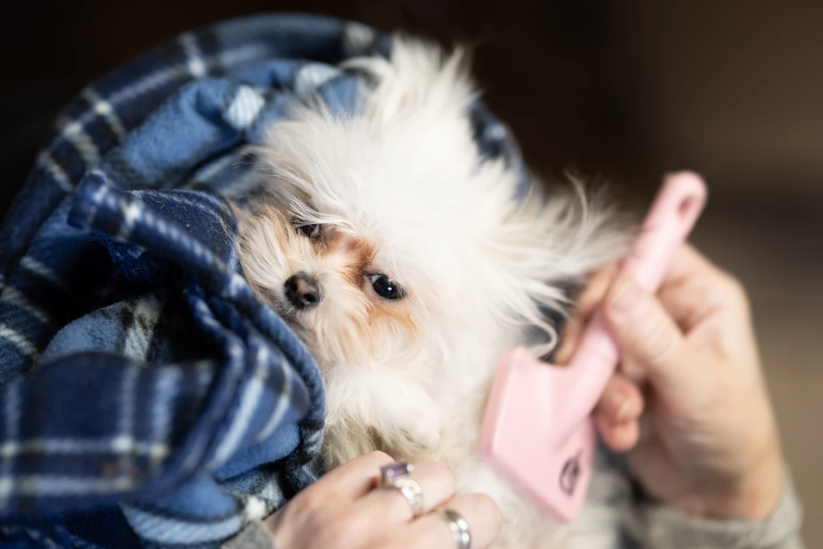 Erster Besuch beim Hundefriseur: So wird der Termin für deinen Hund entspannter 2 Ruhiger Hund beim sanften Bürsten während eines Pflegetermins