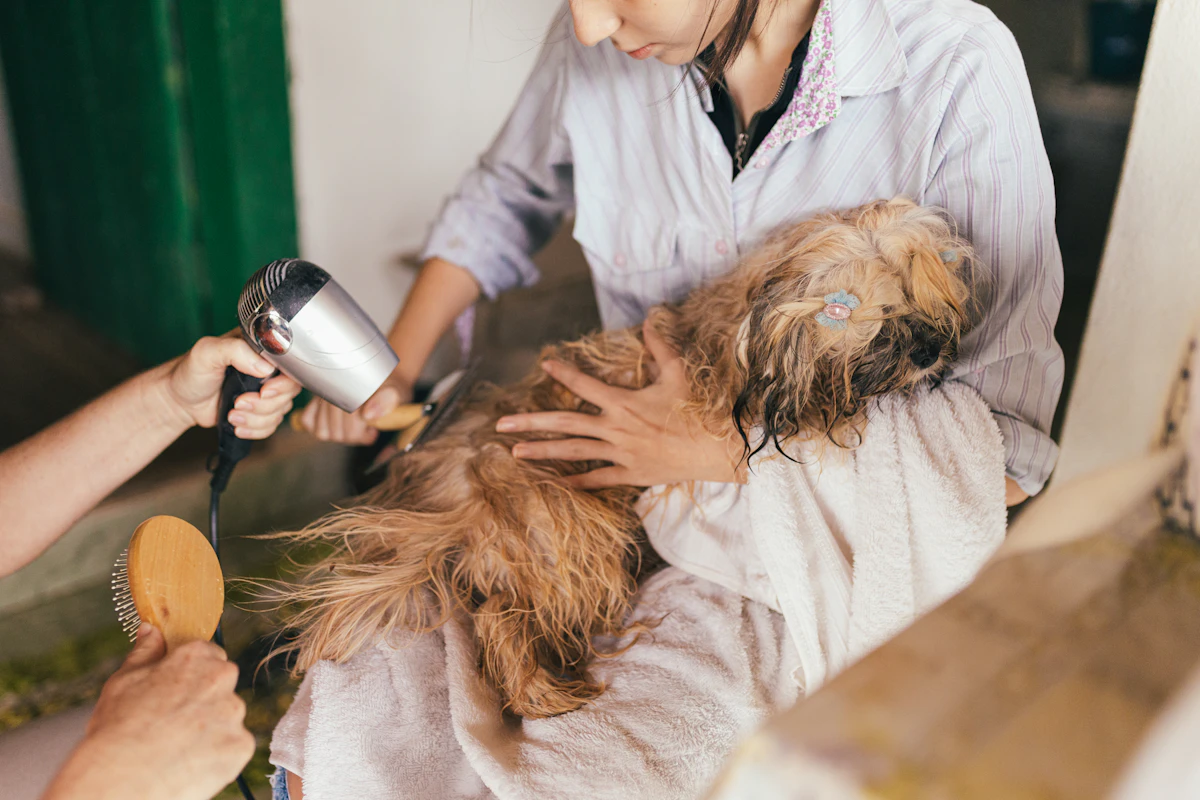Waschen, Föhnen, Bürsten, Schneiden: Warum die Reihenfolge im Hundesalon zählt 2 Hund beim professionellen Baden als Vorbereitung auf Bürsten und Schneiden