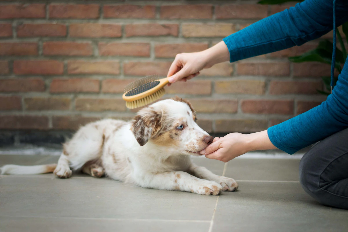 Welpen beim Hundefriseur: Warum frühe Gewöhnung die Fellpflege leichter macht 2 Welpe wird behutsam an Bürste und regelmäßige Fellpflege gewöhnt