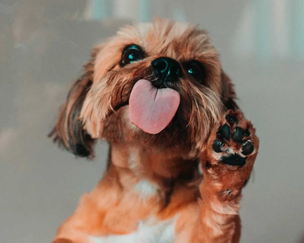 Senioren im Hundesalon: So kann Fellpflege für ältere Hunde angenehmer werden 1 Senioren im Hundesalon: So kann Fellpflege für ältere Hunde angenehmer werden