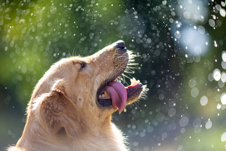 Hund nach Regen oder Schwimmen richtig trocknen: So entstehen weniger Knoten