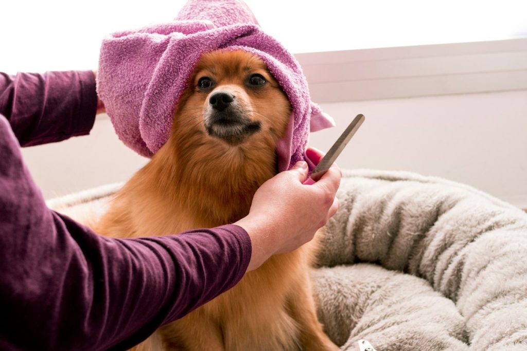 Hundefriseur in Luxemburg-Stadt gesucht? Warum sich der Weg nach Howald lohnt