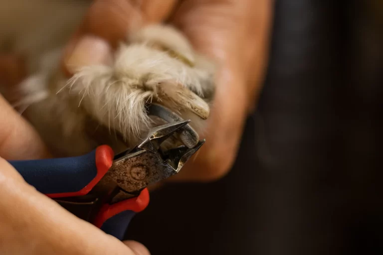 Krallen schneiden beim Hund: Wann sind sie zu lang und warum ist Kontrolle wichtig?