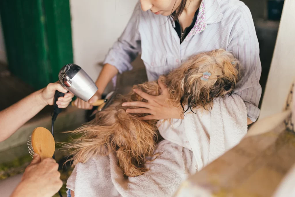 Waschen, Föhnen, Bürsten, Schneiden: Warum die Reihenfolge im Hundesalon zählt 1 Waschen, Föhnen, Bürsten, Schneiden: Warum die Reihenfolge im Hundesalon zählt
