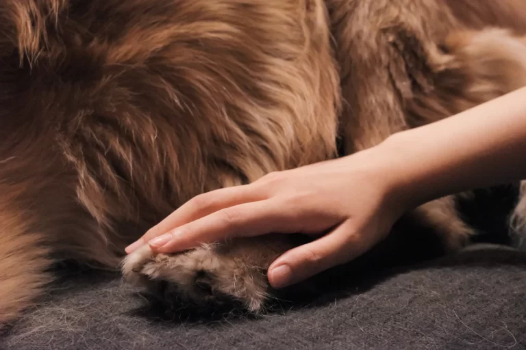 Welche Frisur passt zu meinem Hund? Felltyp, Alltag und Pflegezeit richtig zusammenbringen