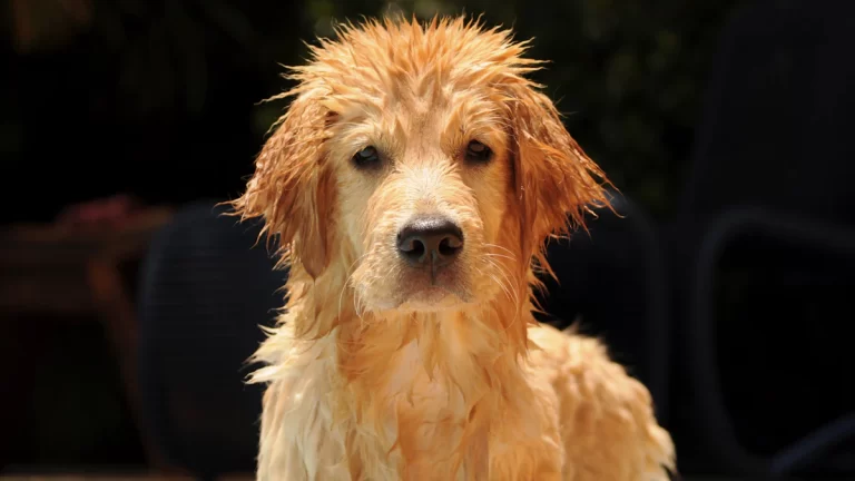 Welpen beim Hundefriseur: Warum frühe Gewöhnung die Fellpflege leichter macht